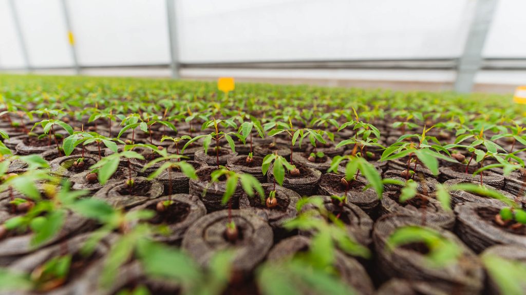 Atributos nutricionales del pistacho