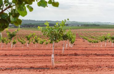 Cultivo del pistacho en España Cultivo del pistacho en España