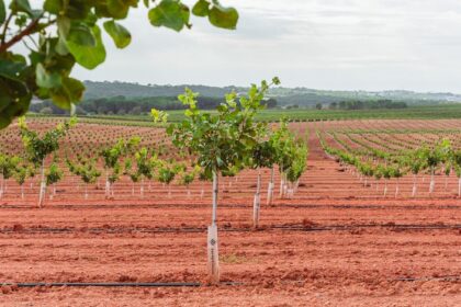 Cultivo del pistacho en España