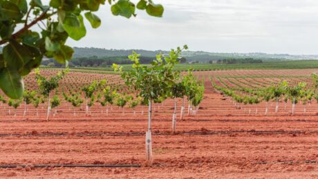 Cultivo del pistacho en España