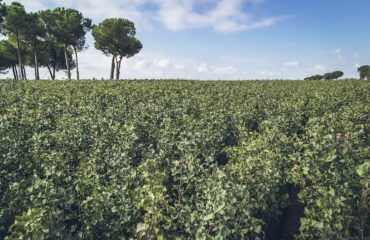 Consumo mundial del pistacho