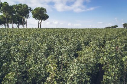 Consumo mundial del pistacho