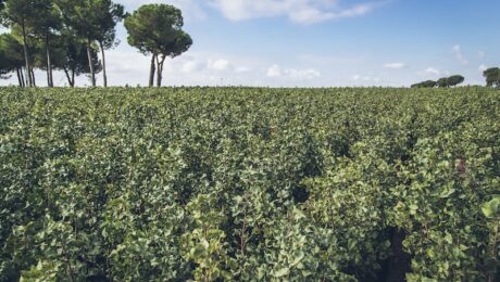 Consumo mundial del pistacho