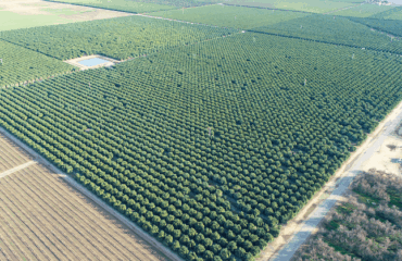 Estudios y labores previos a la plantación del pistacho