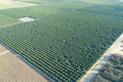 Estudios y labores previos a la plantación del pistacho
