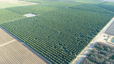 Estudios y labores previos a la plantación del pistacho