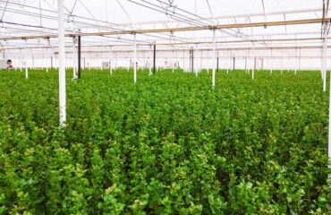 Innovaciones en pistacho Innovaciones en pistacho