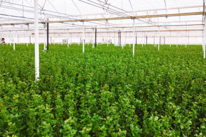 Innovaciones en pistacho