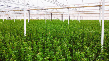 Innovaciones en pistacho