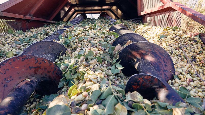 Recolección y procesado del pistacho