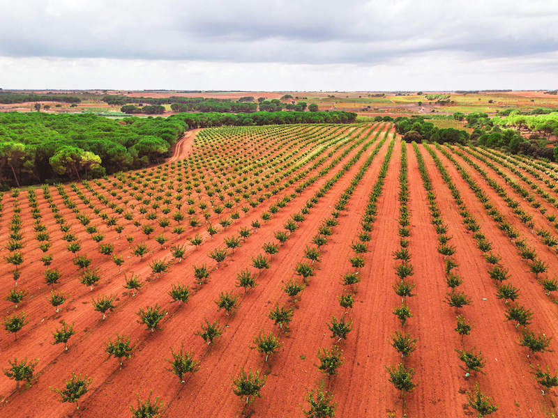 Agroptimum- Uso de drones para el diagnóstico y la prevención del pistacho