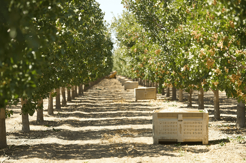 Agróptimum-optimizar el procesado del pistacho