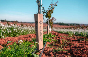 agroptimum UCB1 un portainjerto de pistacho de rendimiento superior A gróptimum UCB1 un portainjerto de pistacho de rendimiento superior