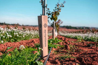 A gróptimum UCB1 un portainjerto de pistacho de rendimiento superior