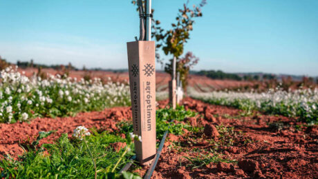 A gróptimum UCB1 un portainjerto de pistacho de rendimiento superior