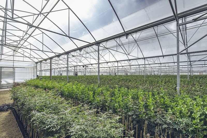 Agróptimum: plantas de pistacho injertadas en vivero