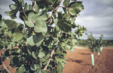 Desarrollo del pistacho en secano