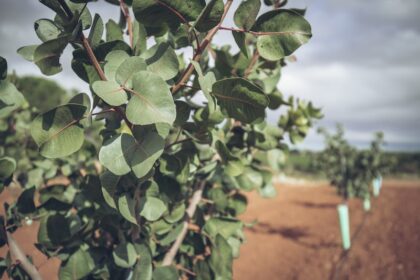 Desarrollo del pistacho en secano