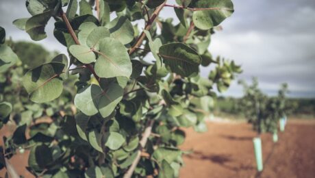 Desarrollo del pistacho en secano