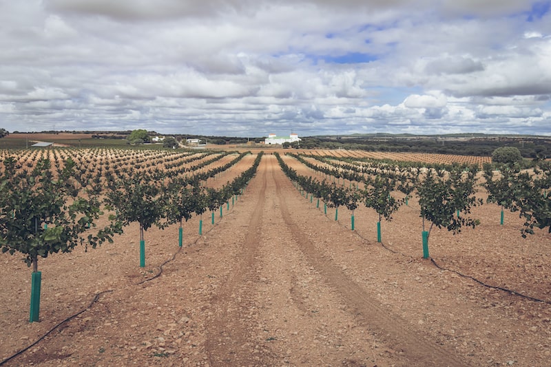 El pistachero, un árbol adaptado a la supervivencia