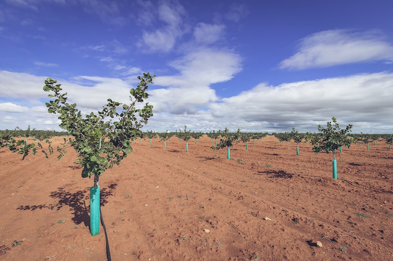 Cultivo de pistacho en secano