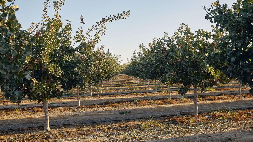 rentabilidad-cultivo-pistacho