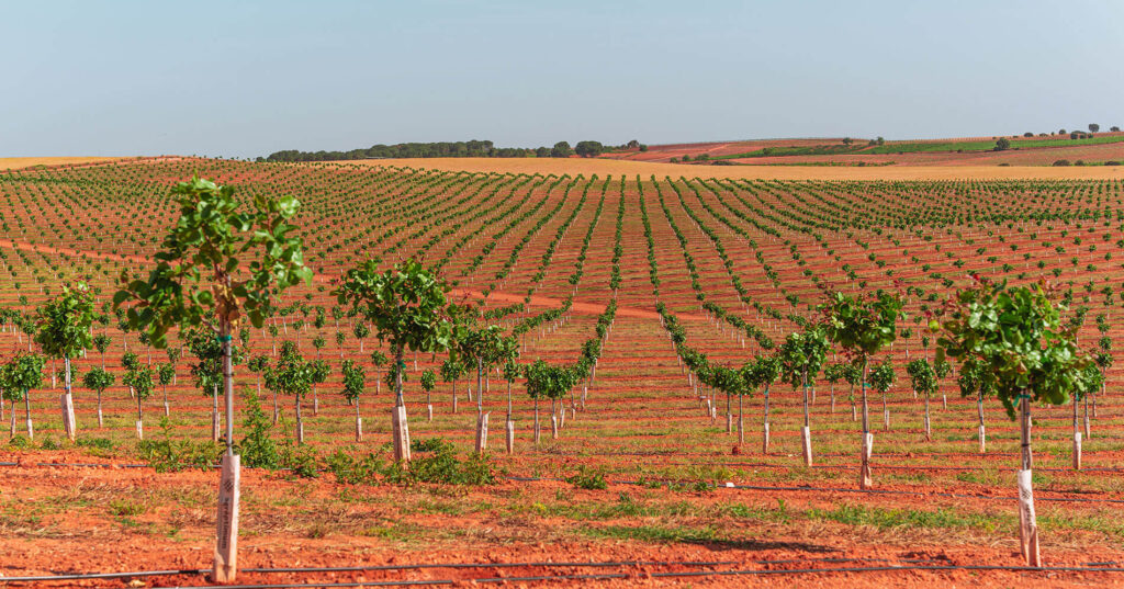 agricultura-innovadora-sostenible-rentable