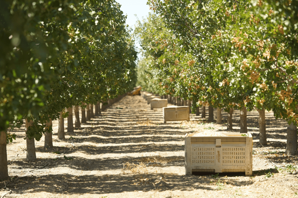 plantacion-de-pistachos