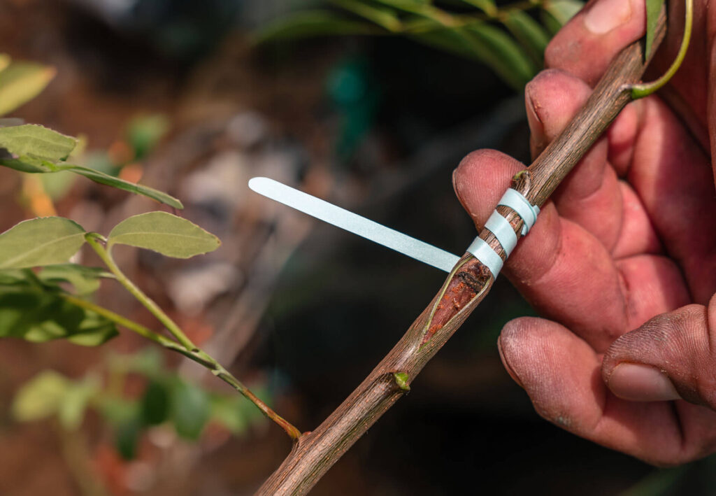 injerto-viveros-pistacho