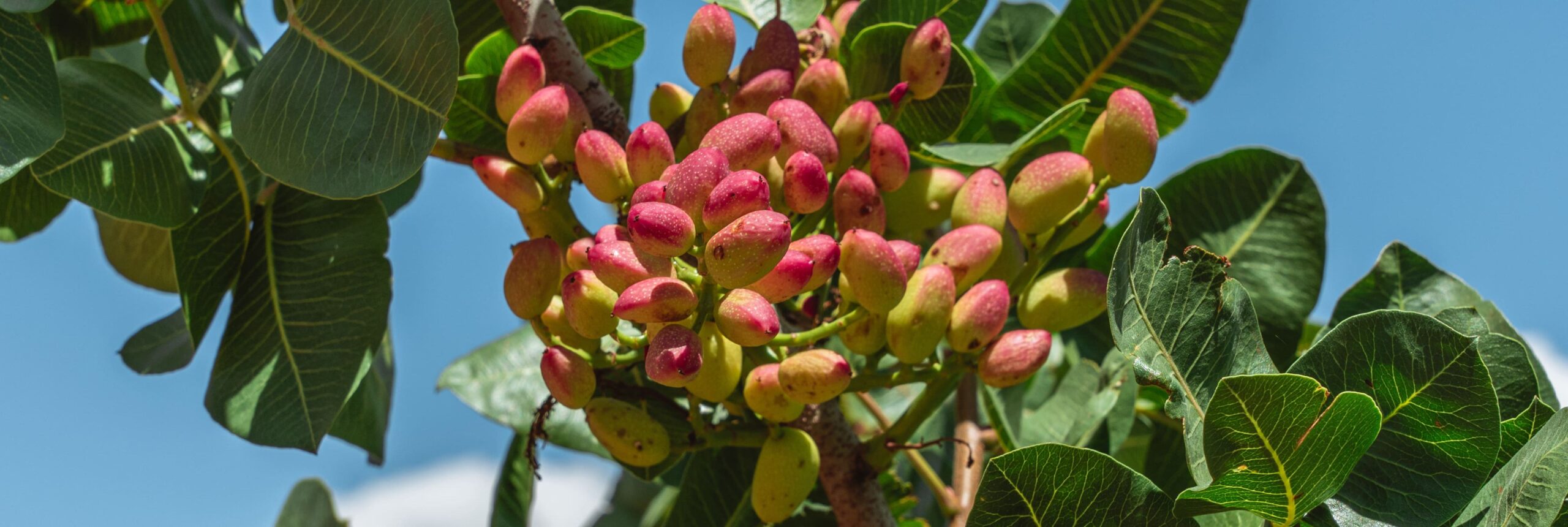 Fruto de pistacho. Agróptimum. Banner del blog de agróptimum.