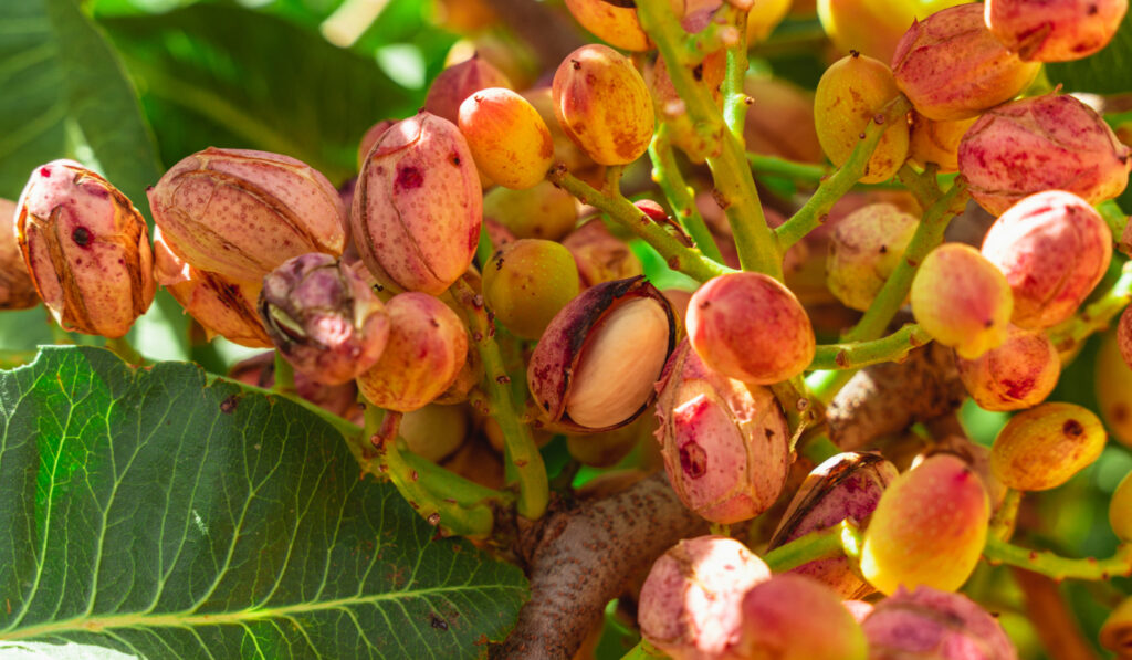 el pistacho iberico