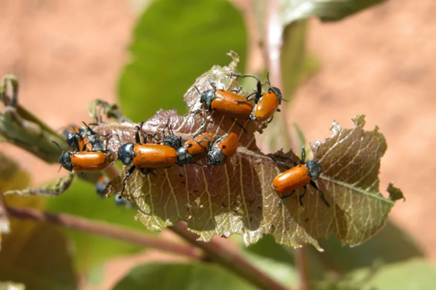 Clytra del pistacho. Plaga del pistacho.