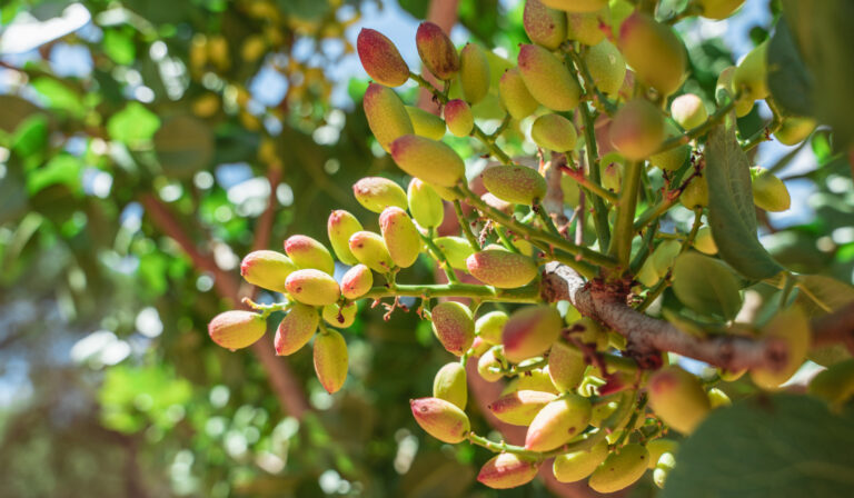 fruto de arbol de pistacho
