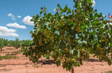 árbol del pistacho arbol del pistacho