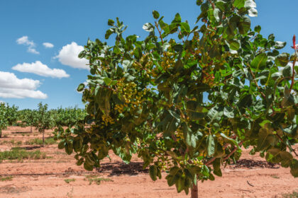 arbol del pistacho
