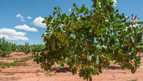 arbol del pistacho