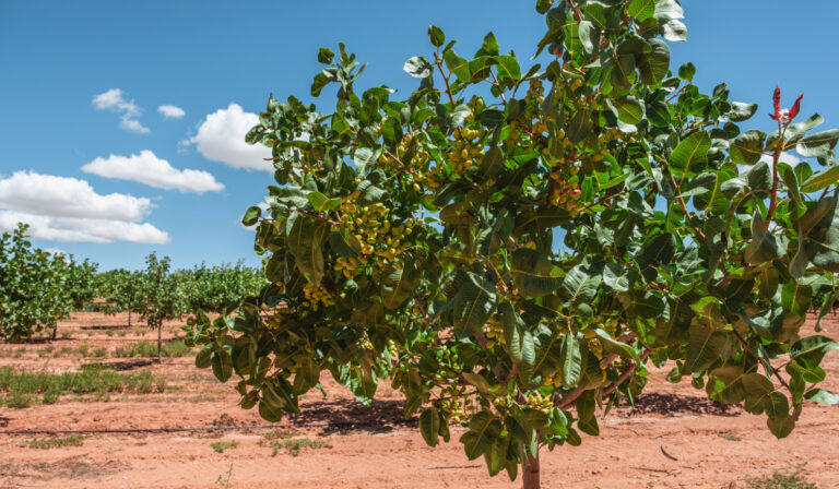 arbol del pistacho