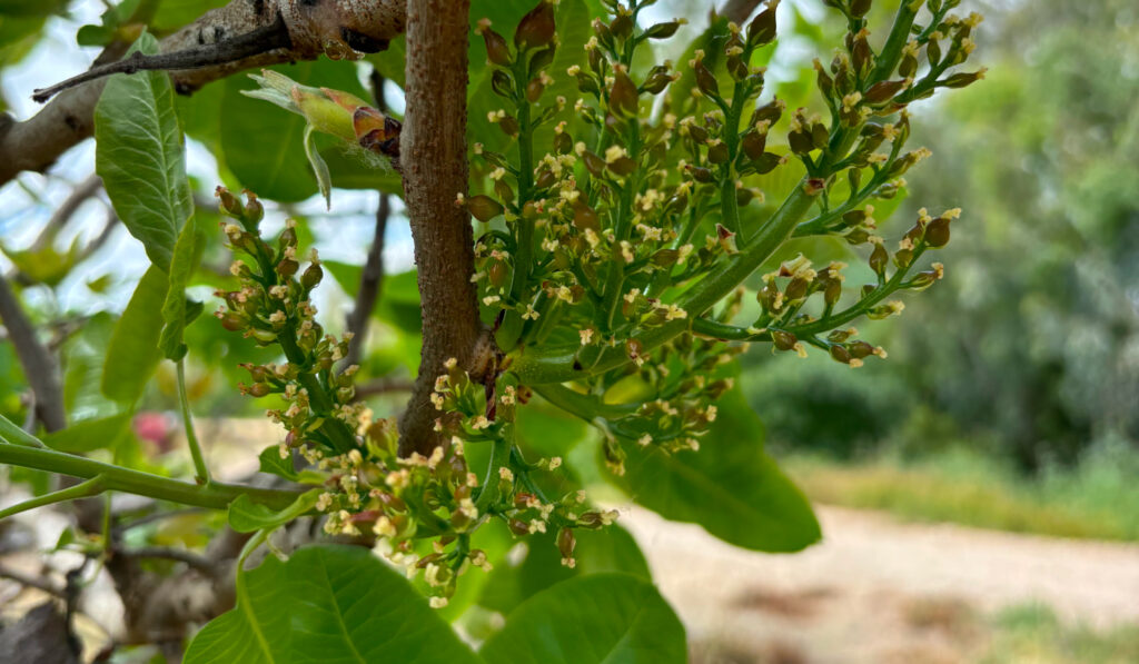 flor de pistacho hembra