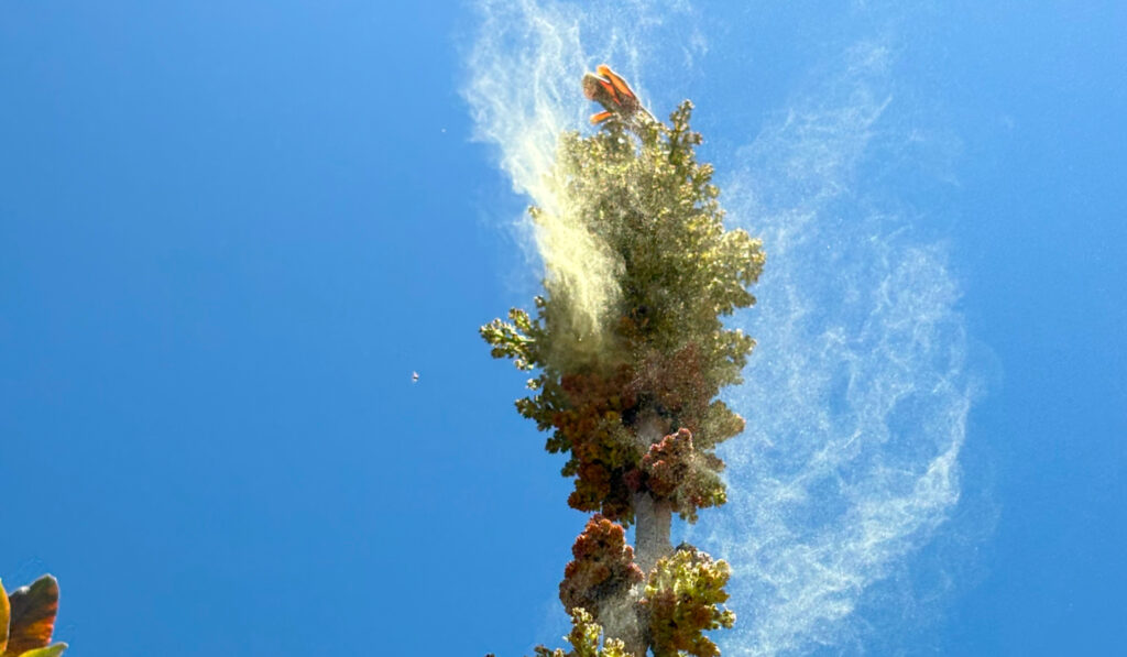 liberacion polen pistacho