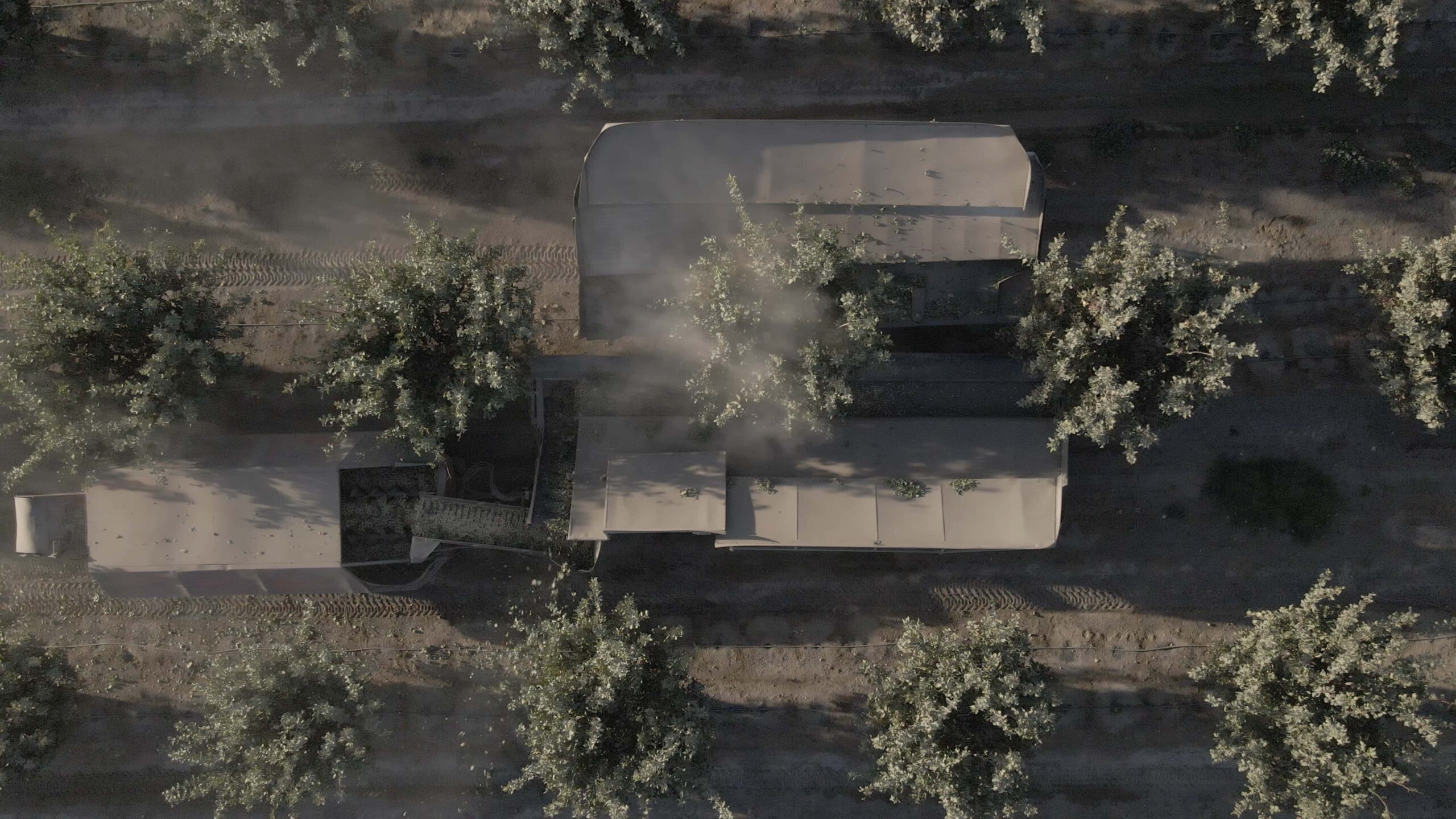 Recolección del pistacho. Planos inclinados.