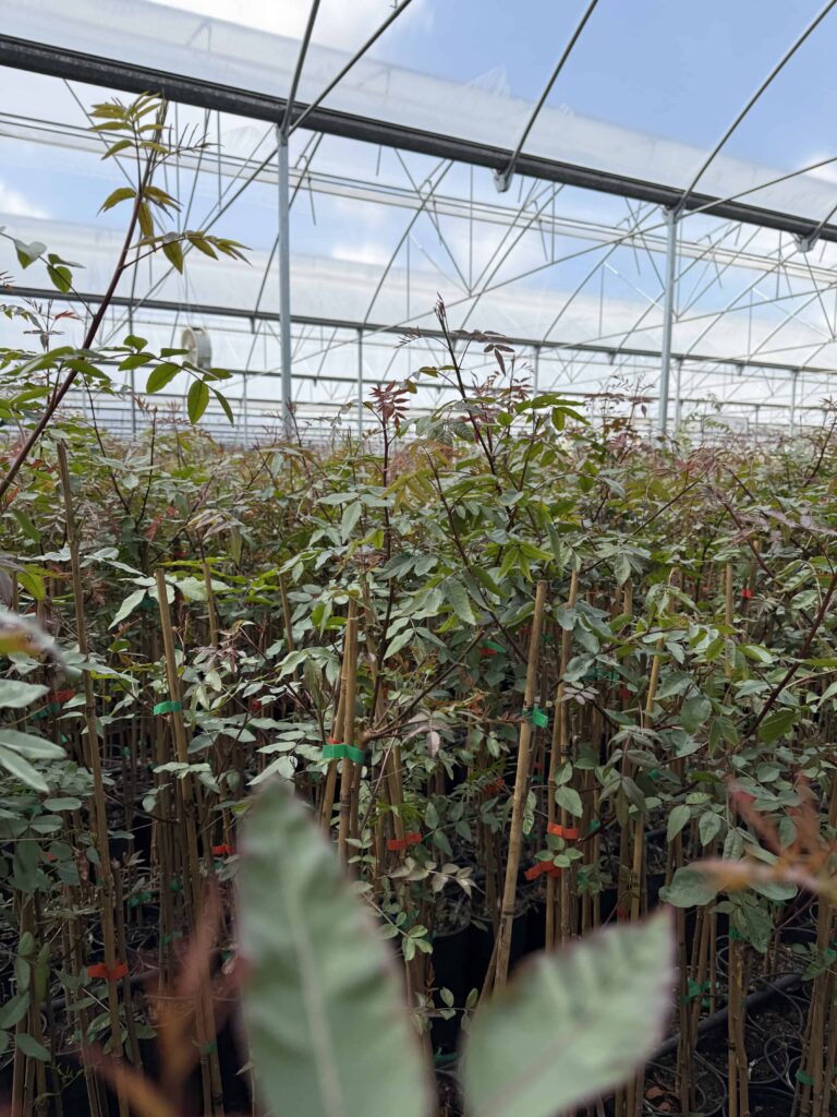 PORTAINJERTO DE PISTACHO UCB#1. Pistacia UCB1. UCB1