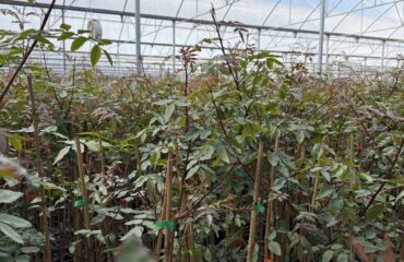 UCB#1 Frondosa-min PORTAINJERTO DE PISTACHO UCB#1. Pistacia UCB1. UCB1