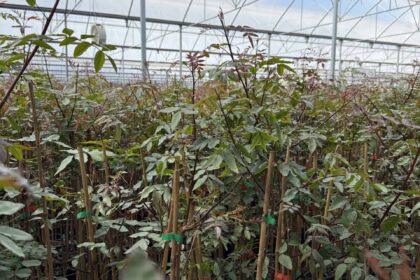 PORTAINJERTO DE PISTACHO UCB#1. Pistacia UCB1. UCB1