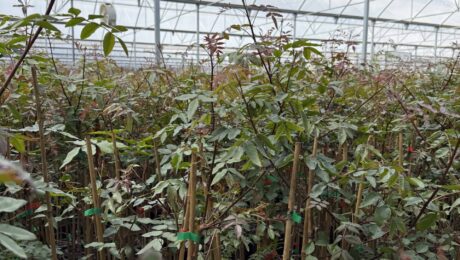 PORTAINJERTO DE PISTACHO UCB#1. Pistacia UCB1. UCB1