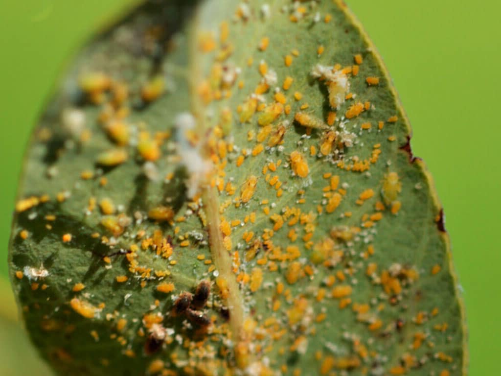 Psila del pistacho, plaga del pistacho.