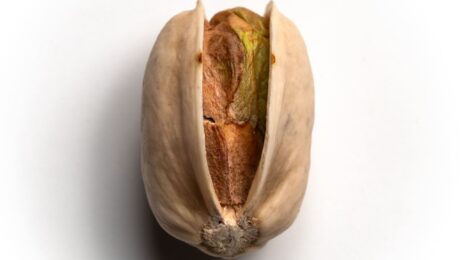 Fruto pistacho variedad lost hills