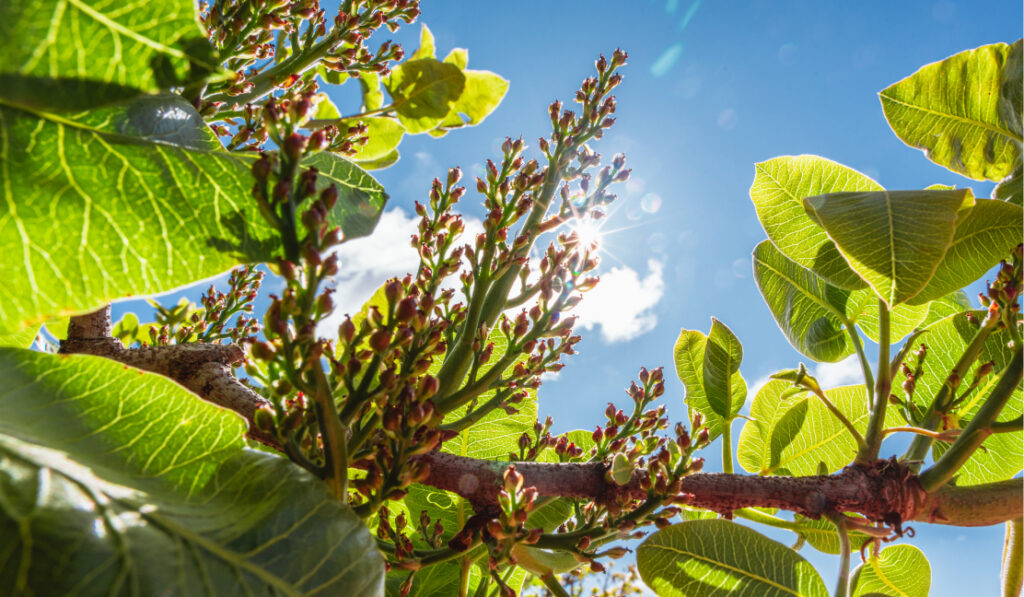 clima para el arbol de pistacho