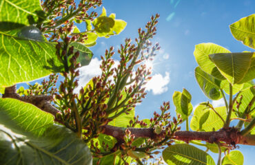arbol pistacho clima arbol pistacho clima