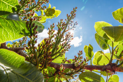 arbol pistacho clima