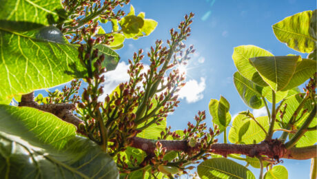 arbol pistacho clima